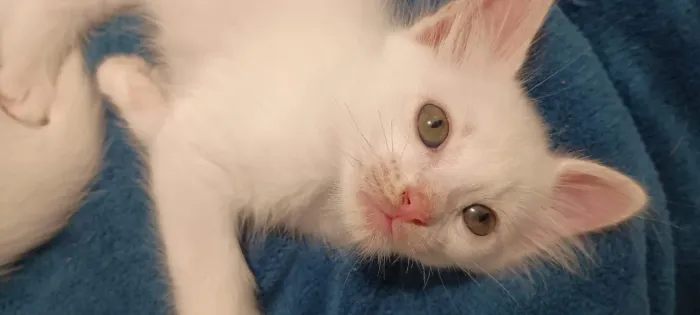 Doação!!! 2 filhotes de gato!