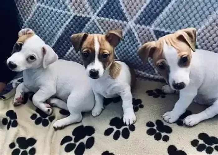 pinscher x chihuahua 