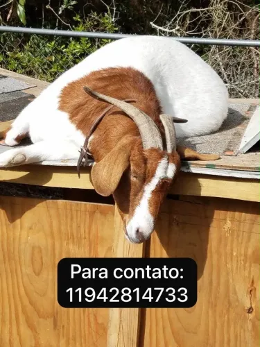 VENDE-SE BODE Bode saudável, bem cuidado e pronto para venda Interessados: *