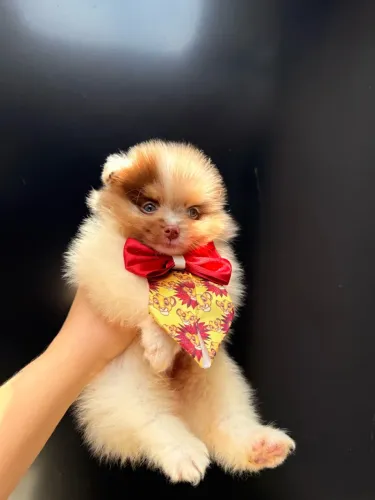 Spitz alemão/Lulu da pomerania