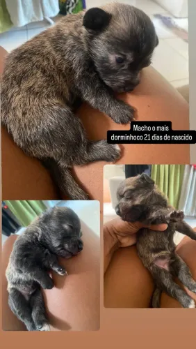 Cachorros
