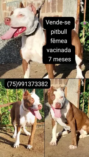 Pit bull femea