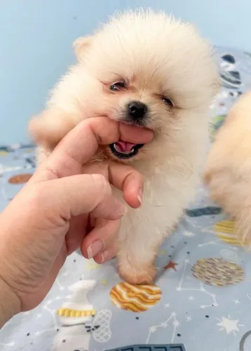 Lulu da pomerania
