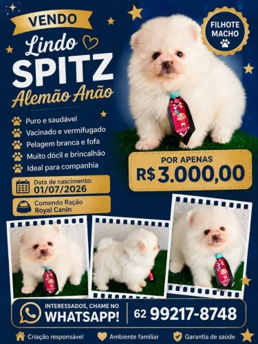 Spitz alemão