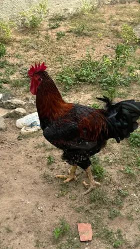 Galo e Galinha GSB 