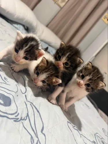 Gatos de raça peluda 