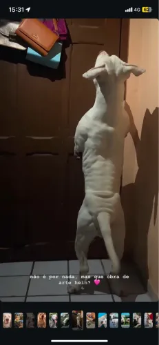 APBT disponível para cruza !!!