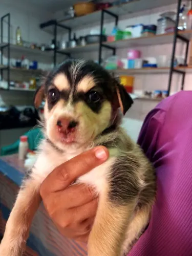 Filhotes Husky Siberiano puros