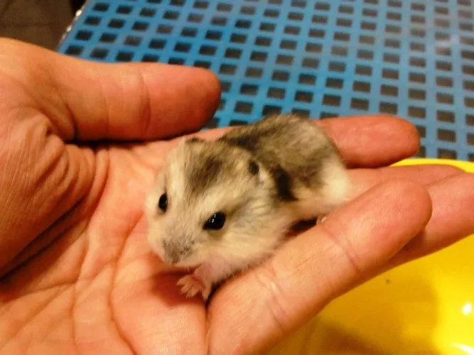 Hamster anão - Filhotes bem pequenos