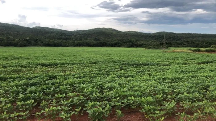 2.152 Alq. (Goiano) (10.416 ha) em ParanatingaMT