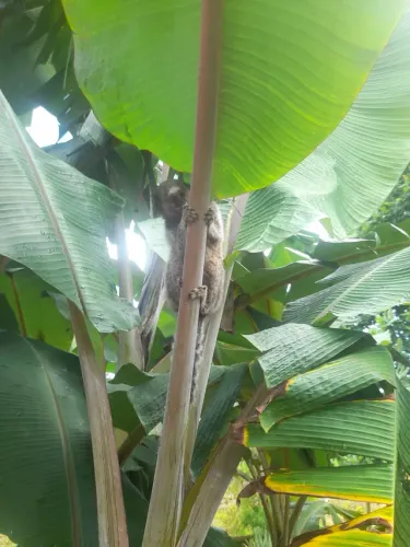 Mudas de bananas