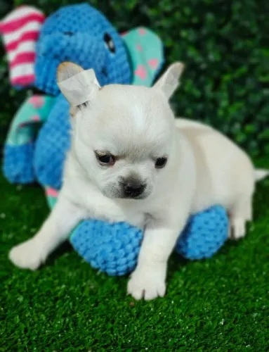 Chihuahua. Filhote macho cabeça de maçã 