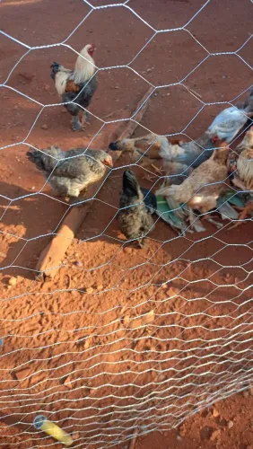 Vende-se galinhas Brahmas 