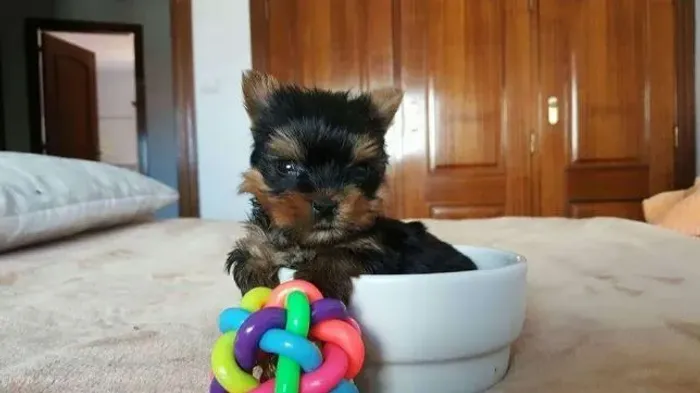 Yorkshire machinho com 54 dias vacinado com v10 possui pedigree e garantias em contrato