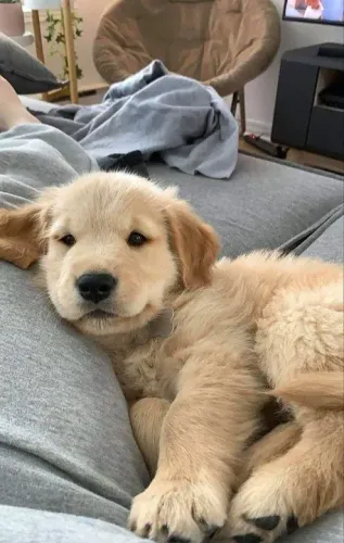 Filhote Golden Retriever trabalhado no sossego 