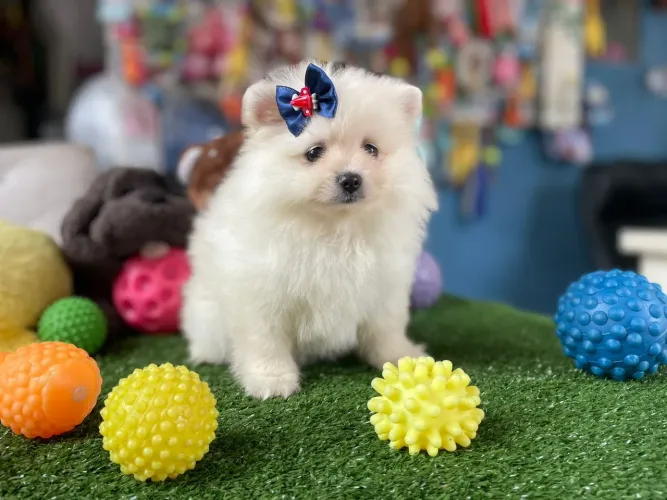 Filhote de Spitz alemão machinho mini disponível 