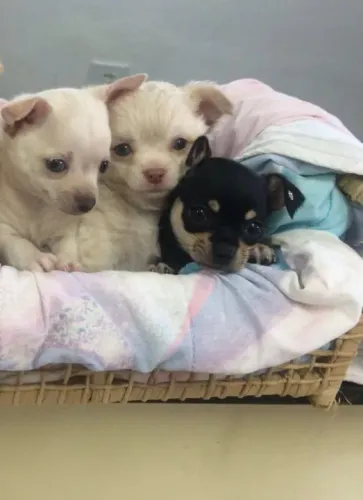 Chihuahua machos pelo longo com vacina, contrato e garantia- Somos loja física