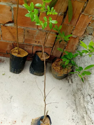 Umbu muda