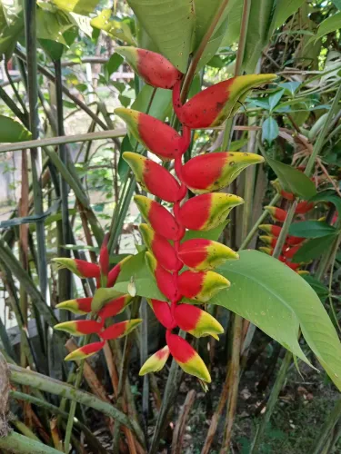 Heliconia rostrata mudas