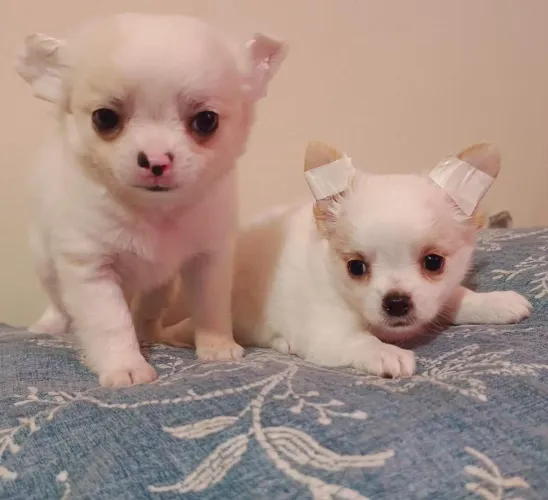 Chihuahua um companheiro único e fiel.