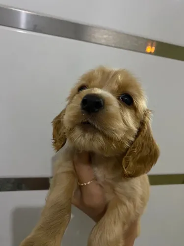 Cocker Spaniel inglês fofura e elegância!