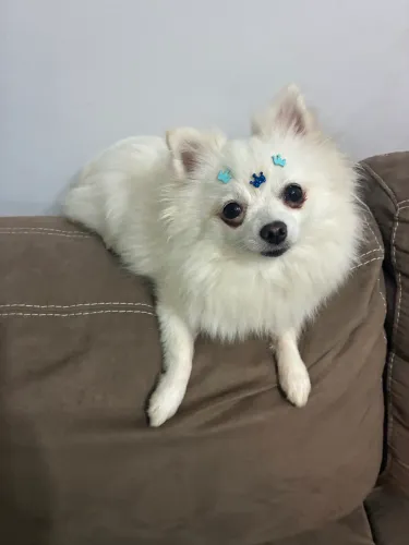 Vendo linda Lulu fêmea adulta