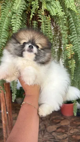 Shih Tzu