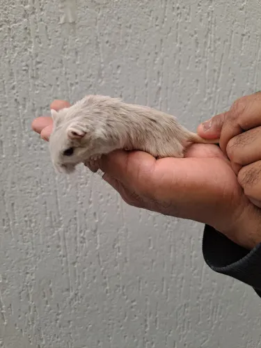 Esquilo da Mongólia Gerbil Dove