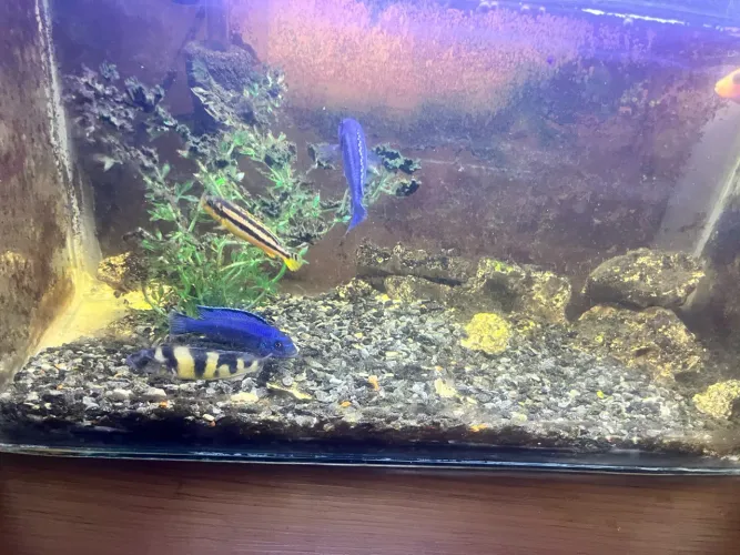 Aquário 27 L
