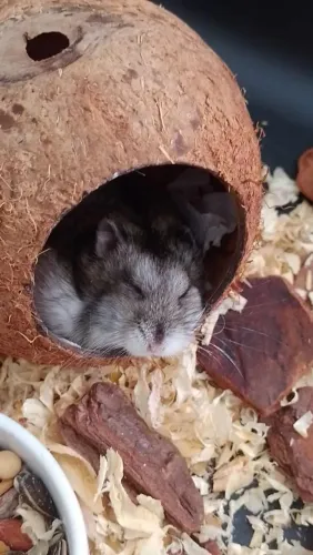 Hamster/ Ramister