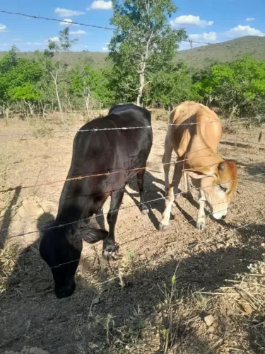 Vaca