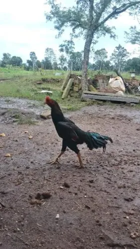 Galo Fino