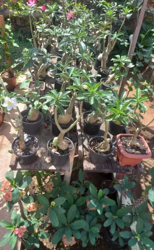 Promoção de rosas do deserto