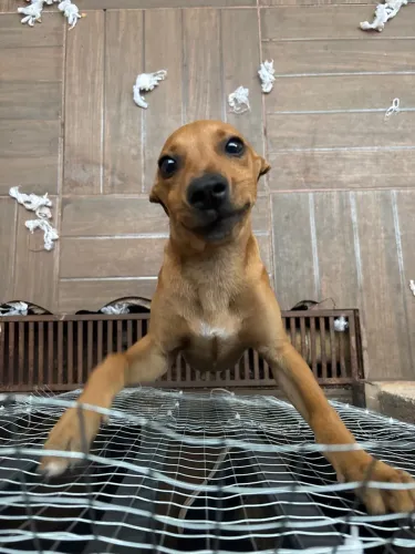 Doação CACHORRO