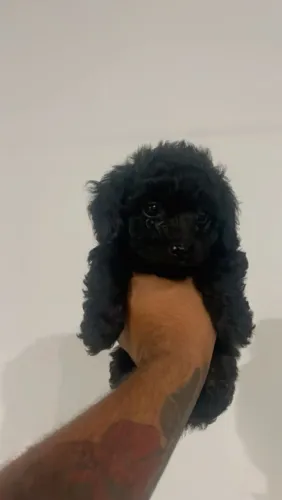 Poodle Toy Black | Últimos filhotes disponíveis desta ninhada exclusiva! Não perca 