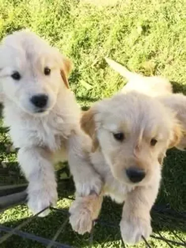 Golden Retriever Filhotes Vacinados