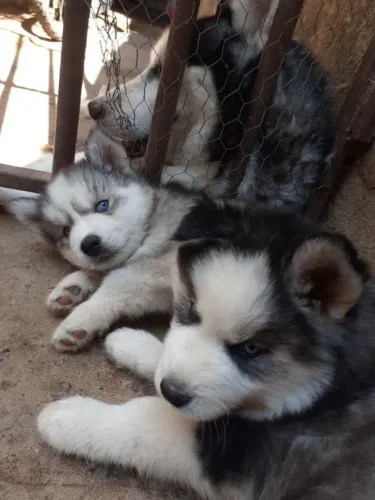 huskies leve o seu hoje