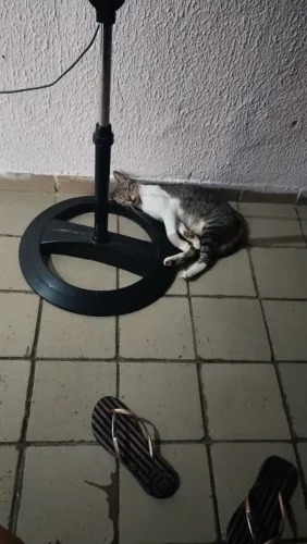 Gato 