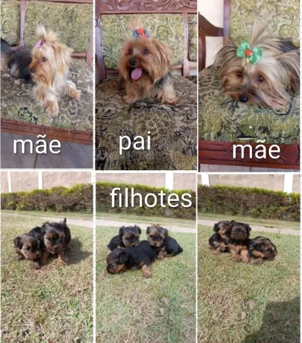 Venda cachorro da raça yorkshire 