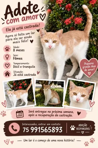 Gata castrada para adoção responsável