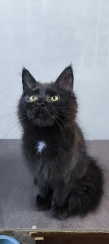 Maine Coon Black filhote 