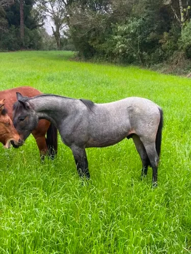 Cavalo mouro