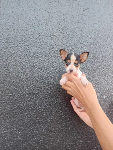 Pinscher miniatura macho 2 meses é meio valor 1.000 mil reais.