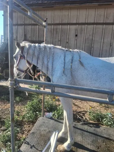 Cavalo para doação responsável Cavalo Muito Saudável e Manso. LEIA A DESCRIÇÃO 