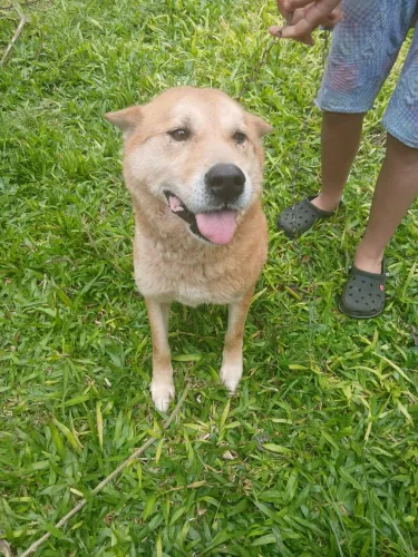 Petrus cãozinho médio porte dócil pra adoção