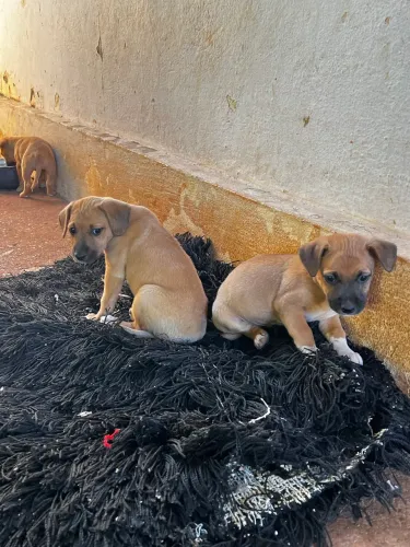 Filhotes para adoção
