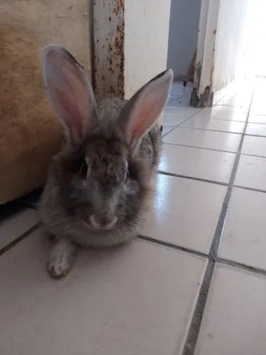 Vendo Coelho Macho 2 meses.