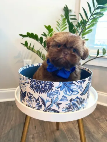 Filhotes de Shih Tzu | Filhotes que fazem nascer uma conexão especial!
