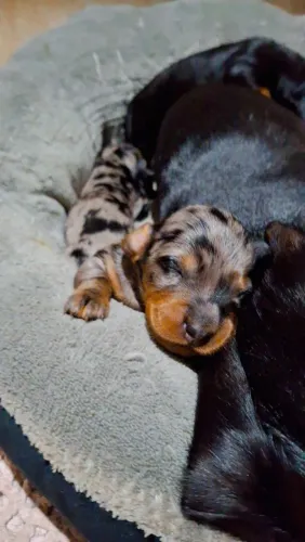 Filhotes dachshund, salsicha, cofap alerquim