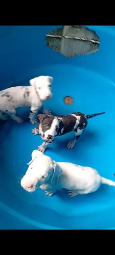 Dogue Alemão alerquim filhotes machos 1.500 reais cada.